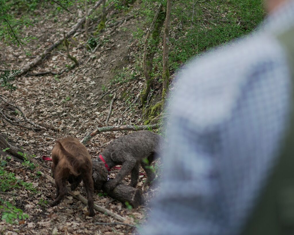 Quando fare una cooking class o una truffle hunting experience in Toscana: periodi migliori e consigli utili Quando fare una Cooking Class & Truffle hunting in Tuscany